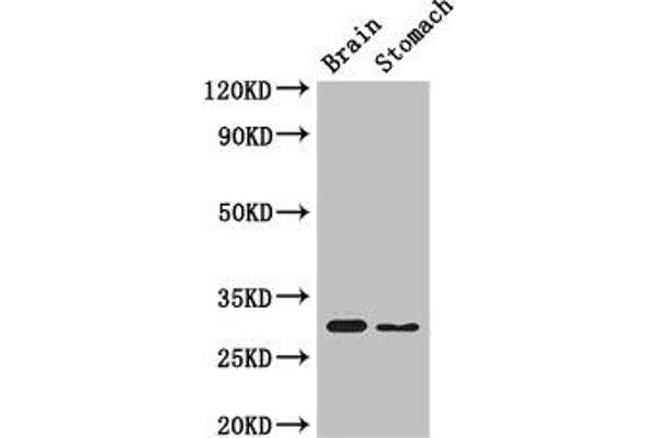 COPS7B Antikörper  (AA 1-157)