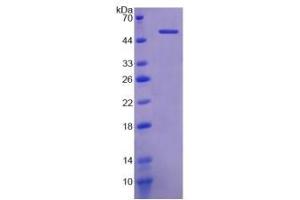 SDS-PAGE of Protein Standard from the Kit  (Highly purified E.