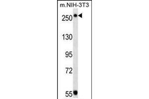 TSC2 Antibody (ABIN1539797 and ABIN2843773) western blot analysis in mouse NIH-3T3 cell line lysates (35 μg/lane). (Tuberin anticorps)