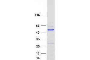 Validation with Western Blot