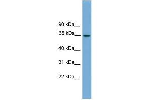 WB Suggested Anti-TRIM25 Antibody Titration: 0. (TRIM25 anticorps  (Middle Region))
