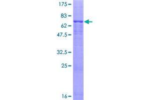 Image no. 1 for Glycine Receptor, alpha 1 (GLRA1) (AA 1-449) protein (GST tag) (ABIN1355226)