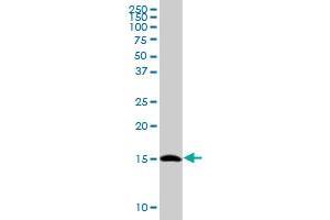 TCEB2 MaxPab polyclonal antibody.