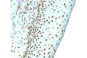 Image no. 2 for anti-Nuclear Antigen antibody (ABIN6190865) (Nuclear Antigen anticorps)