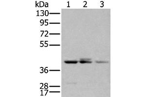 Western Blotting (WB) image for anti-Apolipoprotein B mRNA Editing Enzyme, Catalytic Polypeptide-Like 3D (APOBEC3D) antibody (ABIN2434124) (APOBEC3D anticorps)