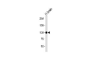 Western blot analysis of lysate from human brain tissue lysate, using CDH13 Antibody at 1:1000 at each lane. (Cadherin 13 anticorps  (N-Term))
