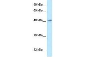Image no. 1 for anti-omega-3 Fatty Acid Receptor 1 (O3FAR1) (AA 243-292) antibody (ABIN6747795) (O3FAR1 anticorps  (AA 243-292))