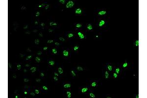 Immunofluorescence analysis of HeLa cells using E2F6 antibody (ABIN5973627). (E2F6 anticorps)