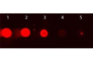 Dot Blot of Rhodamine Conjugated Goat IgG Fc. (Chèvre IgG isotype control (Rhodamine))