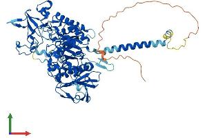 AlphaFold protein structure predicition of Human Recombinant SLC3A1 Protein, UniprotID Q07837