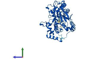 AlphaFold protein structure predicition of Mouse Recombinant Gcnt1 Protein, UniprotID Q09324