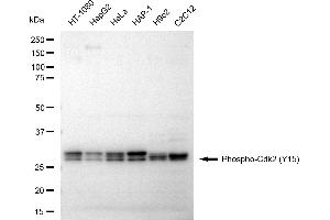 Western blotting analysis using Phospho-Cdk2 (Y15) antibody (ABIN7798209).