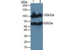 Figure. (MME anticorps  (AA 565-750))