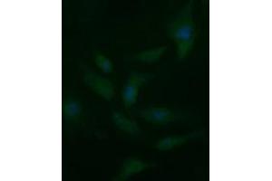 Image no. 3 for anti-CD33 (CD33) antibody (ABIN1497269) (CD33 anticorps)