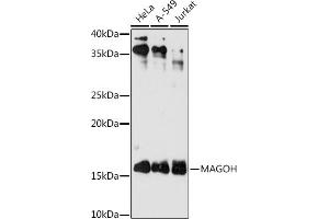 Western blot analysis of extracts of various cell lines, using MAGOH antibody (ABIN7268362) at 1:1000 dilution.