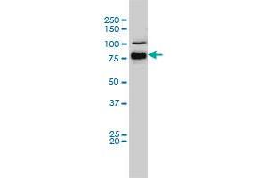 BRAF monoclonal antibody (M01A), clone 3C6 Western Blot analysis of BRAF expression in Hela S3 NE . (BRAF anticorps  (AA 346-445))
