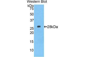 Western Blotting (WB) image for anti-Tumor Necrosis Factor (Ligand) Superfamily, Member 13b (TNFSF13B) (AA 68-283) antibody (ABIN3206226) (BAFF anticorps  (AA 68-283))
