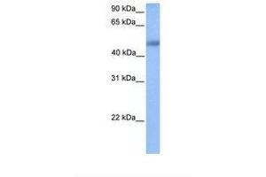 anti-Upstream Binding Transcription Factor, RNA Polymerase I-Like 1 (UBTFL1) (AA 75-124) antibody