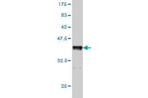 Western Blot detection against Immunogen (36.