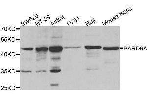 Western blot analysis of extracts of various cell lines, using PARD6A antibody. (PARD6A anticorps)