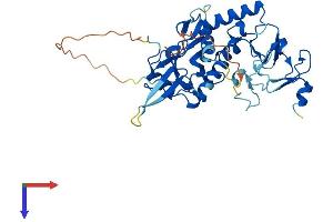 AlphaFold protein structure predicition of Human Recombinant LMCD1 Protein, UniprotID Q9NZU5