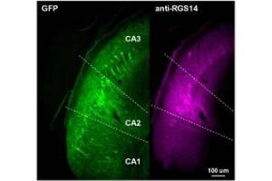 Representative images of GFP expression (GFP) and anti-RGS14 (cat.