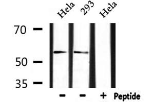 Western blot analysis of extracts from Hela and 293, using ERG Antibody.