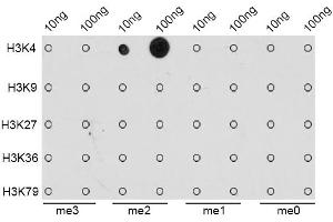 Dot-blot analysis of all sorts of methylation peptides using DiMethyl-Histone H3-K4 antibody (ABIN1872995). (Histone 3 anticorps  (H3K4me2))