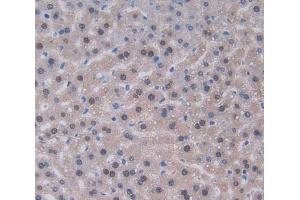 Used in DAB staining on fromalin fixed paraffin- embedded liver tissue (IL-22 anticorps  (AA 34-179))