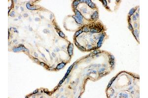 Anti- Annexin A3 Picoband antibody, IHC(F) IHC(F): Human Placenta Tissue