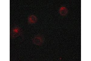 ABIN6269220 staining MCF-7 cells by ICC/IF.