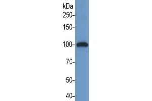 Rabbit Detection antibody from the kit in WB with Positive Control: Human placenta lysate. (Neuropilin 1 Kit ELISA)