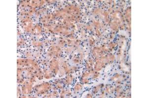 IHC-P analysis of Mouse Kidney Tissue, with DAB staining. (ADK anticorps  (AA 1-361))