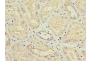 Immunohistochemistry of paraffin-embedded human kidney tissue using ABIN7162039 at dilution of 1:100 (NME3 anticorps  (AA 20-169))