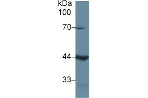 Detection of LEFTY1 in Mouse Pancreas lysate using Polyclonal Antibody to Left/Right Determination Factor 1 (LEFTY1) (LEFTY1 anticorps  (AA 78-361))