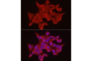 Immunofluorescence analysis of HeLa cells using EXT1 Rabbit pAb (ABIN3022736, ABIN3022737, ABIN3022738 and ABIN6219202) at dilution of 1:100 (40x lens).
