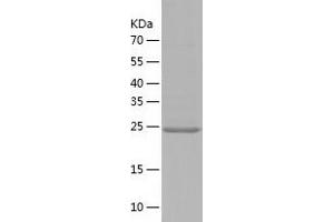 Western Blotting (WB) image for DNA (Cytosine-5-)-Methyltransferase 3 Like (TRDMT1) (AA 160-387) protein (His tag) (ABIN7122681)