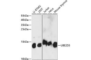 Western blot analysis of extracts of various cell lines, using UBE2D3 antibody (ABIN7271175) at 1:1000 dilution. (UBE2D3 anticorps  (AA 1-100))