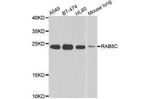 Western blot analysis of extracts of various cell lines, using RAB5C antibody.