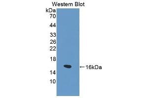 Western Blotting (WB) image for anti-Fatty Acid Binding Protein 1, Liver (FABP1) (AA 1-127) antibody (ABIN1862467) (FABP1 anticorps  (AA 1-127))