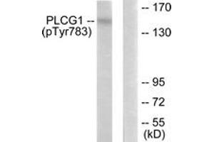 Western blot analysis of extracts from COS7 cells treated with EGF 200ng/ml 30', using PLCG1 (Phospho-Tyr783) Antibody. (Phospholipase C gamma 1 anticorps  (pTyr783))