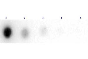 Dot Blot (DB) image for Albumin (ALB) protein (HRP) (ABIN964114)