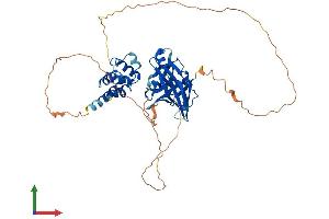 AlphaFold protein structure predicition of Human Recombinant PYHIN1 Protein, UniprotID Q6K0P9