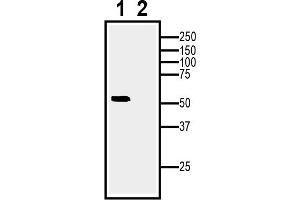 1. (Adiponectin Receptor 1 anticorps  (Intracellular, N-Term))