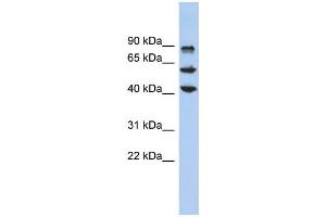 WB Suggested Anti-KLF10 Antibody Titration:  0. (KLF10/TIEG1 anticorps  (Middle Region))