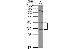 WB Image Sample (30 ug of whole cell lysate) A: A549 12% SDS PAGE antibody diluted at 1:3000 (XPA anticorps  (Center))