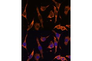 Immunofluorescence analysis of L929 cells using RPL36AL Polyclonal Antibody (ABIN7270007) at dilution of 1:100 (40x lens).