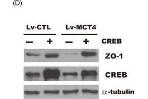 MCT4 inhibits phosphorylation of CREB(Ser133) and attenuates CREB-mediated ZO-1 transactivity. (TJP1 anticorps  (AA 1600-1700))