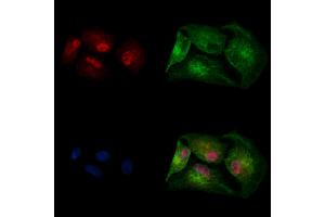 ABIN7094742 and ABIN7098793 staining  cells by IF/ICC.