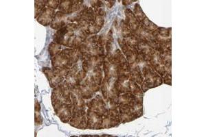 Immunohistochemical staining of human pancreas with GCS1 polyclonal antibody  shows strong cytoplasmic positivity in exocrine glandular cells. (GCS1 anticorps)